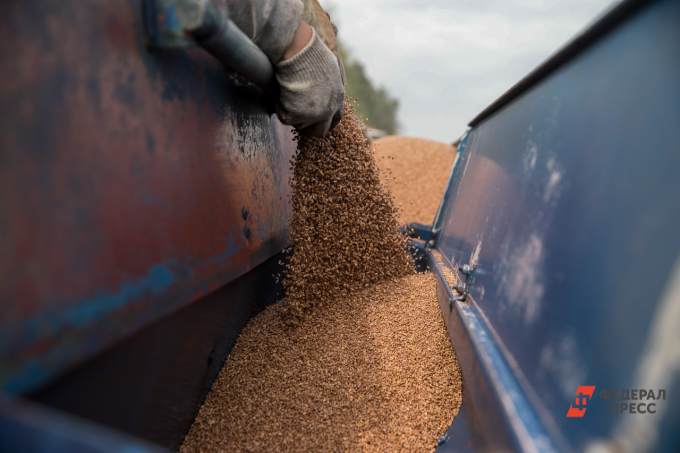 Россельхознадзор пресек вывоз опасной пшеницы из Зауралья в Казахстан