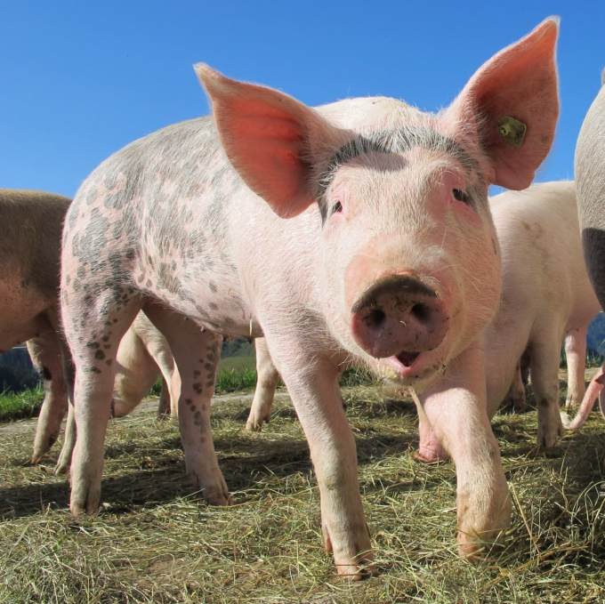 В Сургутском районе в фермерском хозяйстве «Капсамун» уничтожено все поголовье свиней
