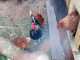 Гонконг отказался от поставок тюменской курятины из-за птичьего гриппа