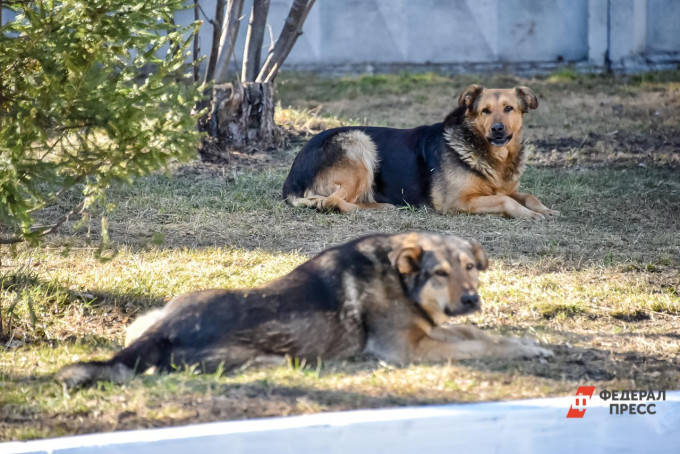 В Свердловской области появится шесть новых приютов для животных