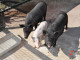 В Челябинской области у свиней обнаружили вирус африканской чумы