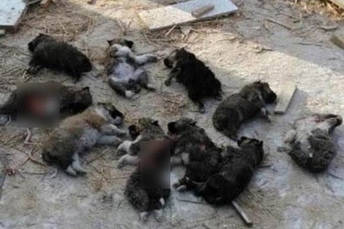 Ловили петлей и душили: в Саяногорске живодер убил 10 щенков