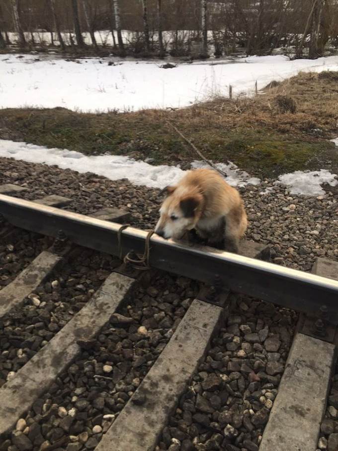 В Петербурге машинист спас из-под колес поезда привязанную на путях собаку