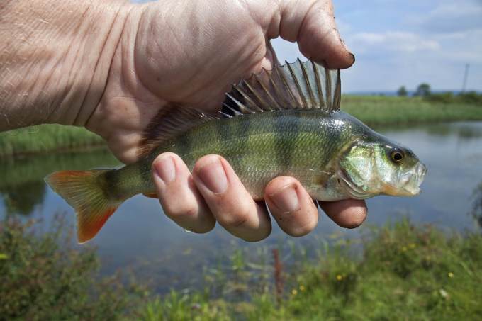 В Зауралье могут пересмотреть договор с предпринимателем, в чьем озере массово погибла рыба
