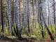 На Среднем Урале в суд направлено дело о незаконной вырубке деревьев. Ущерб составил почти полтора миллиона