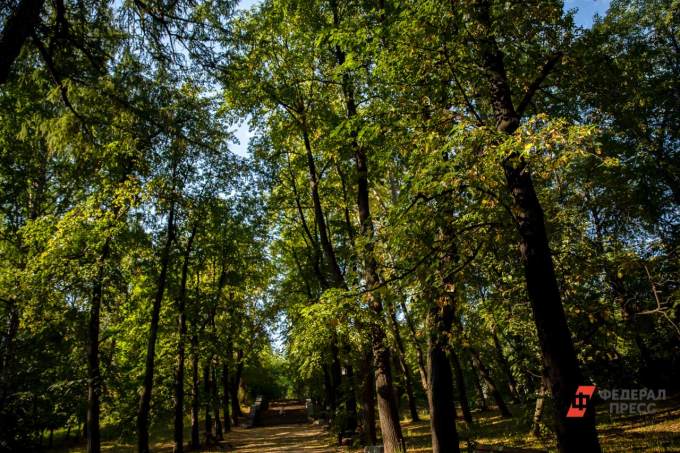 В Екатеринбурге создадут картотеку деревьев