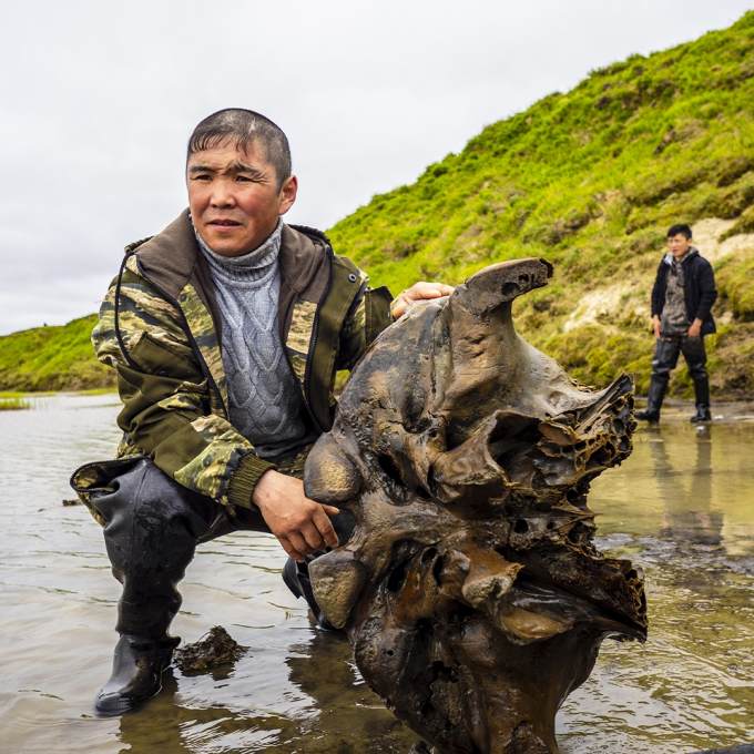 Ямальские ученые провели первые исследования найденных останков мамонта
