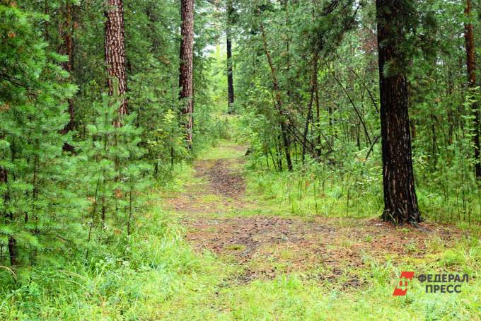 Жителям Ямала разрешили посещать леса