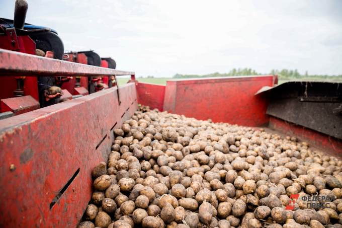 К осени ямальские аграрии намерены собрать порядка 400 тысяч тонн картофеля