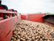 К осени ямальские аграрии намерены собрать порядка 400 тысяч тонн картофеля