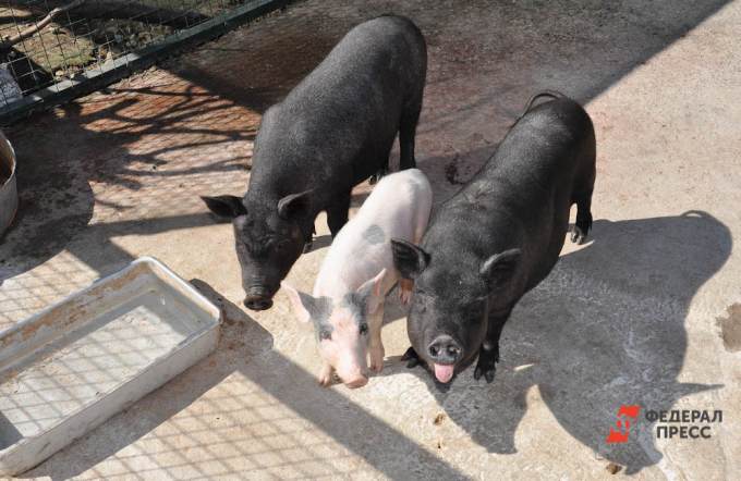 В фермерском хозяйстве «Капсамун» был обнаружен очаг африканской чумы свиней