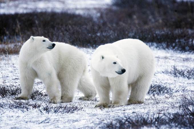 Белых медвежат должны перевезти в национальный парк «Гыданский»