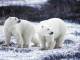 Белых медвежат должны перевезти в национальный парк «Гыданский»