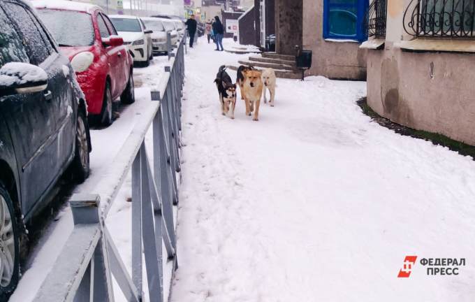 В Сургутском районе нашли деньги на отлов бездомных собак