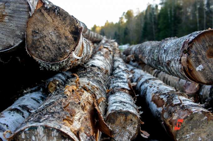 Незаконная вырубка деревьев в Челябинске вылилась в уголовное дело