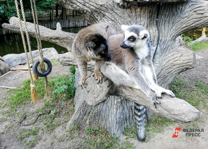 Екатеринбургский зоопарк возобновляет свою работу