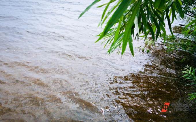 В Зауралье зафиксирована массовая гибель рыбы в реке Исеть