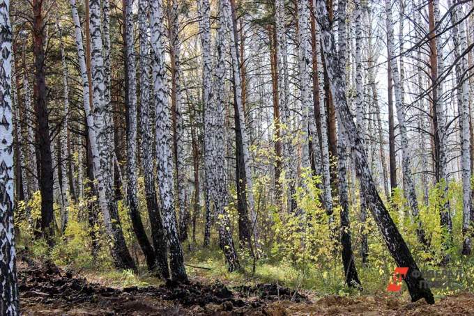 На Среднем Урале в суд направлено дело о незаконной вырубке деревьев. Ущерб составил почти полтора миллиона