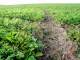 В Курганской области ущерб плодотворному слою почвы превысил 3 миллиона рублей