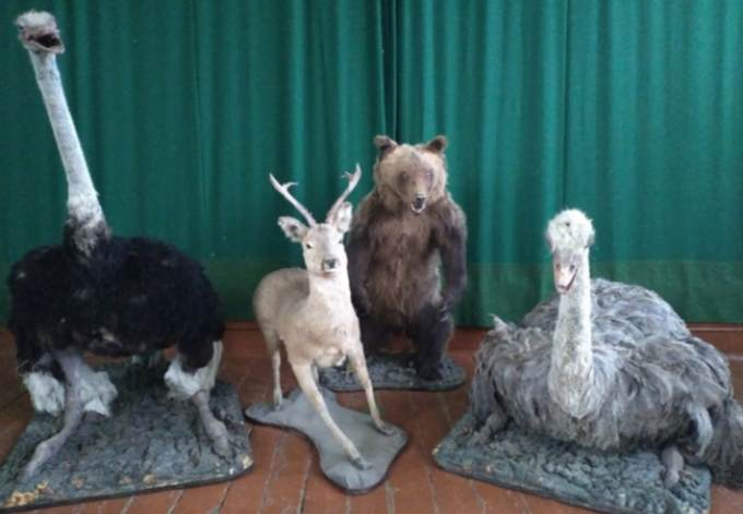 В Зауралье страусиная ферма подарила детскому центру чучела животных
