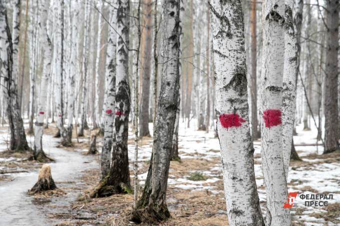 «Атомстройкомплекс» подал в суд на мэрию Екатеринбурга, запретившую вырубать деревья в Березовой роще
