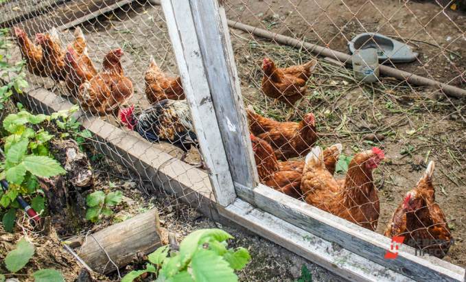 На крупнейших птицефабриках Тюмени проходят мероприятия по профилактике птичьего гриппа