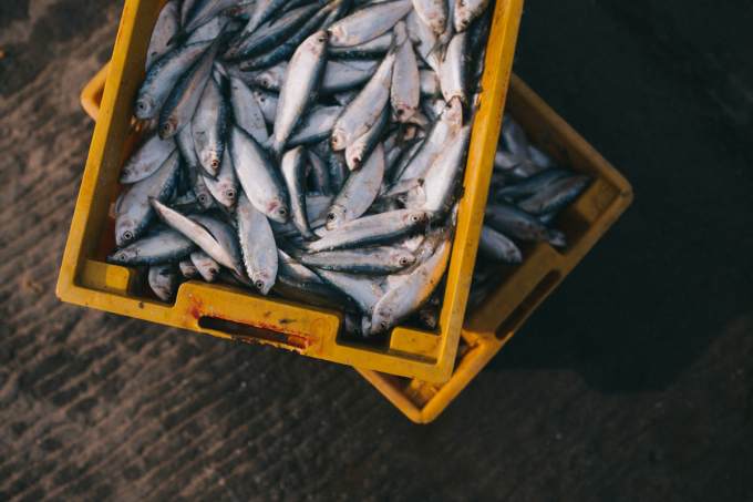 Причиной массовой гибели рыб в тобольском районе могли стать водоросли