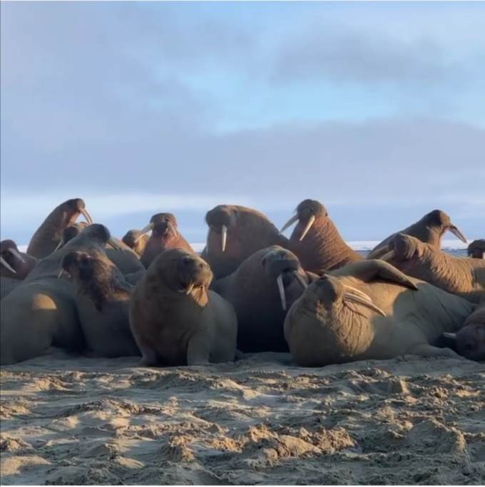 ​На Ямальском лежбище вновь появилось несколько тысяч моржей