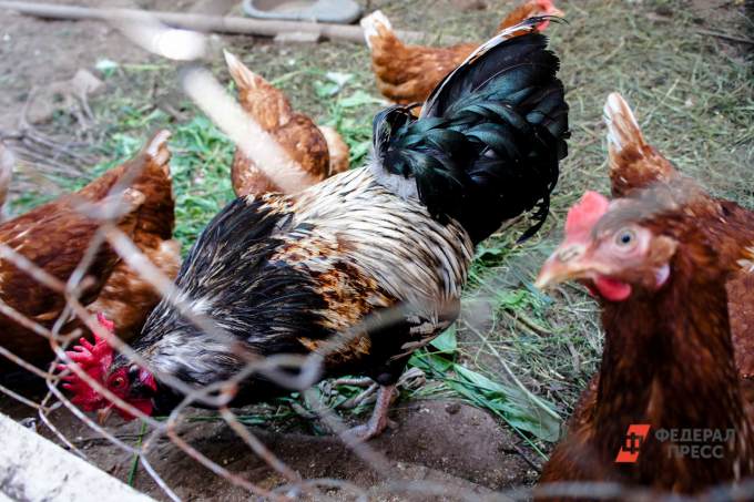 ​В Тюменской области выявлены десять очагов птичьего гриппа