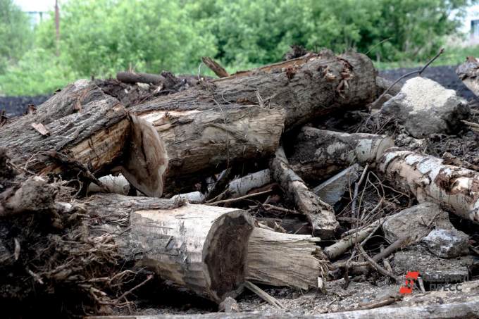 ​В Челябинске вырубили сорок деревьев