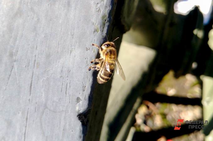 Тюменские пчеловоды проиграли суд Правительству России из-за гибели пчел