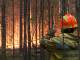 На территории Югры действует 13 лесных пожаров