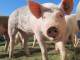 В Сургутском районе в фермерском хозяйстве «Капсамун» уничтожено все поголовье свиней