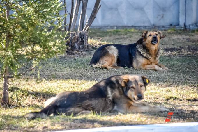 Следователи в Сургутском районе ищут виновных в нападении бродячих собак