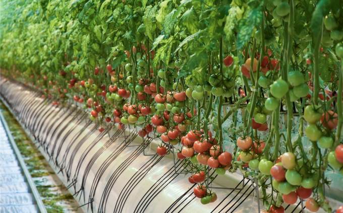 В ямальском селе будут круглый год выращивать томаты и огурцы
