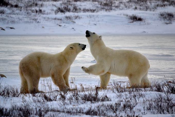 Двух белых медвежат обнаружили в вахтовом поселке Харасавэй