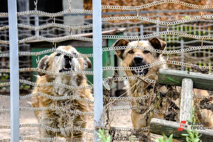 В Сургуте планируют построить приют для животных на тысячу мест