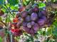 Выращивать виноград на Урале теперь можно