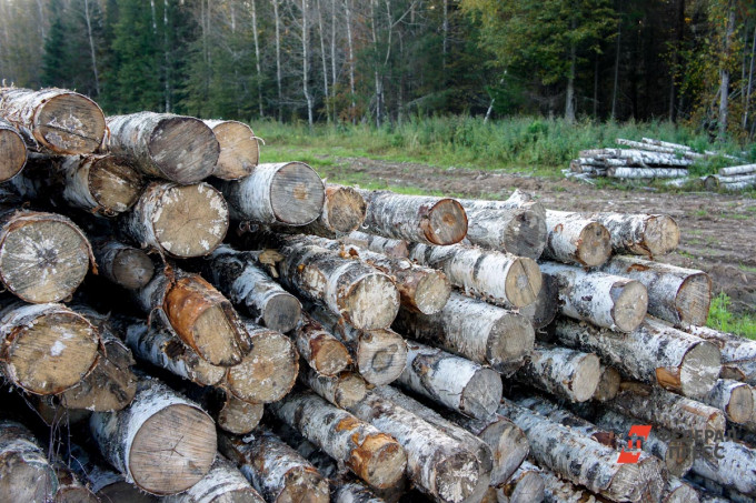 В Свердловской области ответственные за незаконную рубку леса заплатят более 90 млн рублей