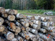 В Свердловской области ответственные за незаконную рубку леса заплатят более 90 млн рублей