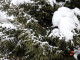 В Сургуте могут сорваться продажи новогодних елок