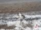 В Нижневартовске дороги треснули из-за сильного мороза