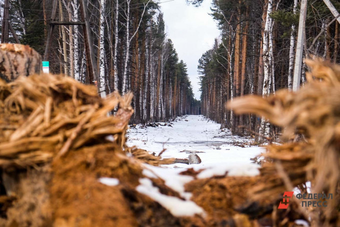 В Тюменской области выявили четыре незаконные рубки деревьев