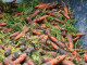 В Тюмени морковь подорожала на 165%