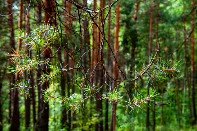 В Шадринске запрет на посещение лесов продлили почти до конца лета