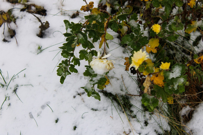 В Тюмени на следующей неделе пойдет снег