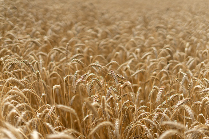 В Тюменской области установили исторический рекорд урожайности