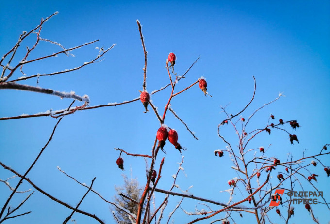 В Тюменской области после теплой погоды ожидаются заморозки до -5 градусов