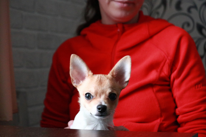 В Тобольске построят первый в России специализированный парк для собак