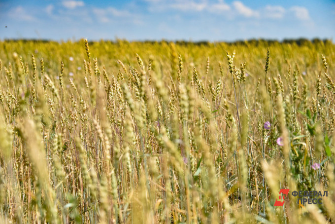 Экспорт агропродукции Челябинской области оценили в 161,5 млн долларов